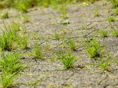 usuwanie trawy z kostki brukowej